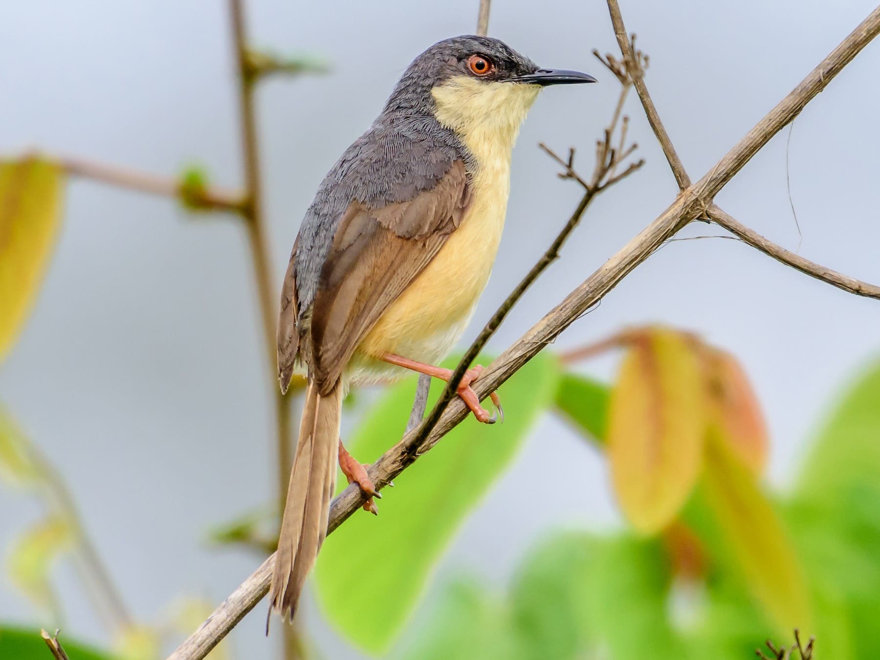 Ashy Prinia